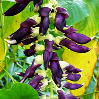 Velvet Bean Samen zum Pflanzen - Grow Your Own Gemüses