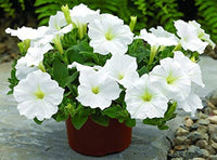Petunie Wave Weiß Blumensamen zur Aussaat ideal leuchtend Gärten
