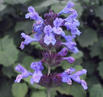 Nepeta Blumensamen zur Aussaat pflegeleicht Traditionssorte & ohne Gentechnik Samen Hausgarten