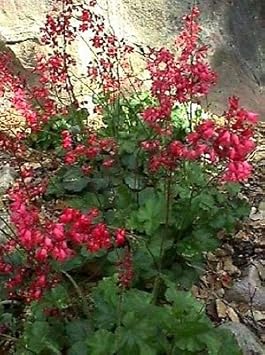 Bressingham blume samen for anpflanzung - hardy variety, heirloom & gmo free samen for home garten
 
 sale for anpflanzung in home garten.