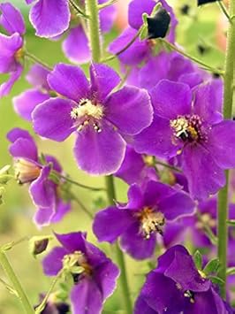 Lila mullein blume samen for anpflanzung - pollinator friendly, heirloom & gmo free samen for home garten
 
 sale samen for home garten