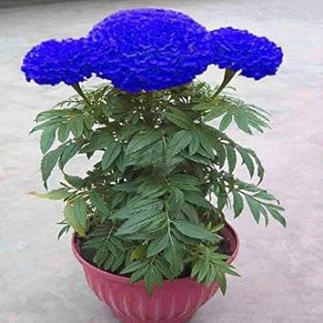 Pflanze blau marigold blume samen for stunning and exotic garten displays