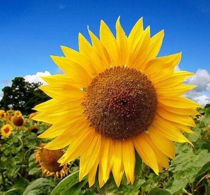 Mixed giant sunflower helianthus annuus samen for anpflanzung in fence line