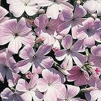 Agrostemma githago rosa samen for bright rosa garten blooms