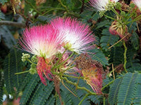 Albizia Blumensamen zur Aussaat farbenfroh Schau Traditionssorte & ohne Gentechnik Samen Hausgarten