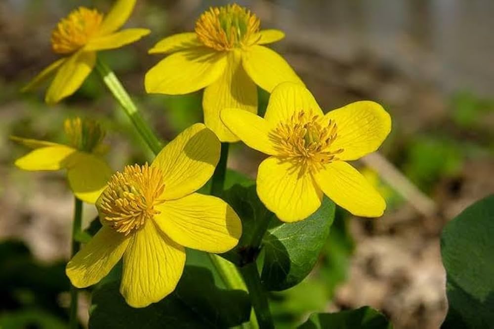 Marsh marigold caltha palustris for anpflanzung near pond