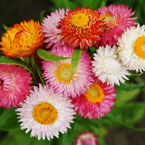 Rosa Immortelle Blumensamen zur Aussaat Everlasting Blüten für Ihren Garten