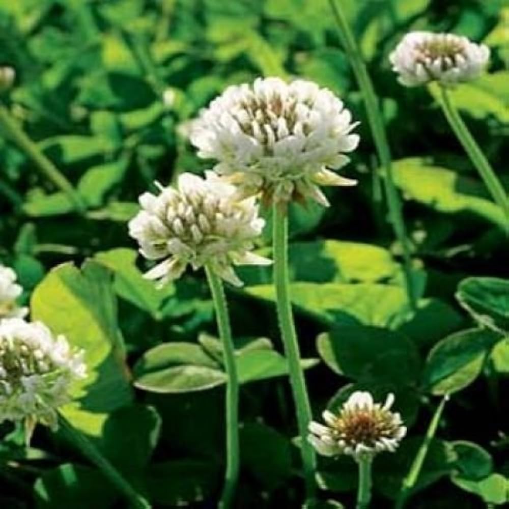 Dutch Clover Blumensamen zur Aussaat – sonnenliebend – Traditionssorte & ohne Gentechnik Samen Hausgarten