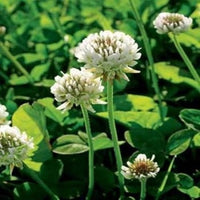 Dutch Clover Blumensamen zur Aussaat – sonnenliebend – Traditionssorte & ohne Gentechnik Samen Hausgarten