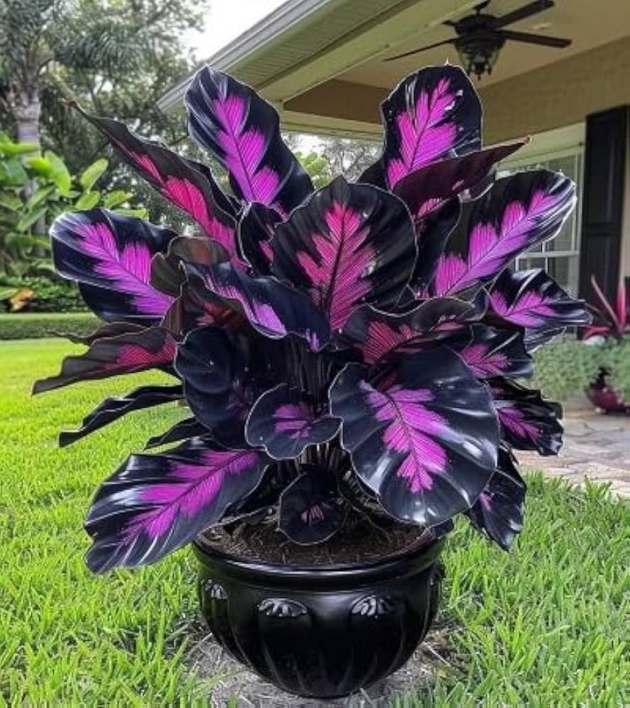 Lila Calathea Warscewiczii Blumensamen PlantingHeirloom & ohne Gentechnik Samen leuchtend
