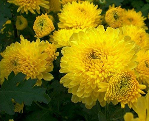 Gelb Dragon Buntnessel Samen zur Aussaat – Wildblume Mischung Traditionssorte & ohne Gentechnik Samen Hausgarten