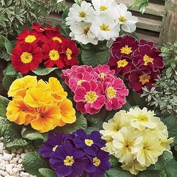 Mixed primula malacoides blume samen for anpflanzung - compact growth, heirloom & gmo free samen for home garten
 
 sale for anpflanzung in home garten