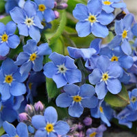 Blau myosotis blume samen for anpflanzung sun loving heirloom & gmo free samen for home garten
 
 sale samen for home garten anpflanzung
