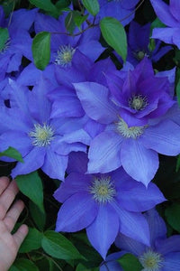 Blau Waldrebe Blumensamen saisonal Dauerblüher Traditionssorte & ohne Gentechnik Samen Hausgarten