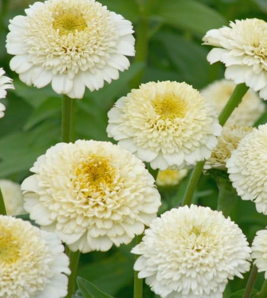 Weiß Gelb Zinnie Blumensamen zur Aussaat Schnitt Blume beliebt Traditionssorte & ohne Gentechnik Samen Hausgarten