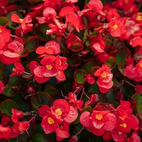 Rot wax begonias blume samen for anpflanzung pollinator friendly heirloom & gmo free samen for home garten 
 
 sale samen for home garten anpflanzung