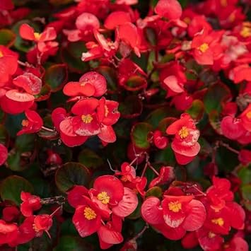 Rot wax begonias blume samen for anpflanzung pollinator friendly heirloom & gmo free samen for home garten 
 
 sale samen for home garten anpflanzung