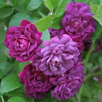 Light lila climbing rose blume samen for anpflanzung - premium quality, heirloom & gmo free samen for home garten
 
 sale for anpflanzung in home garten