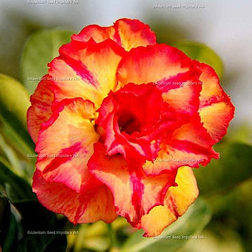 Orange blossom adenium obesum samen for anpflanzung in indoor garten