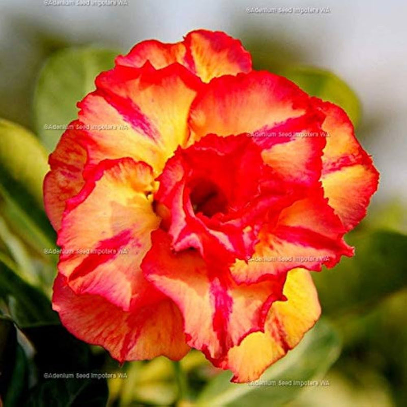 Orange blossom adenium obesum samen for anpflanzung in indoor garten