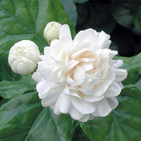 Weiß Jasminoides Blumensamen zur Aussaat – Garten beliebt – Traditionssorte & ohne Gentechnik Samen Hausgarten