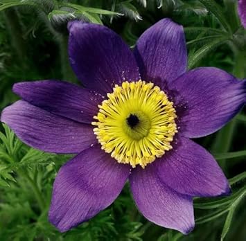 Violet anemone pulsatilla blume samen for anpflanzung sun loving heirloom & gmo free samen for home garten 
 
 sale for anpflanzung in home garten