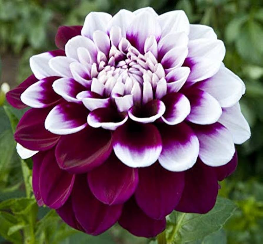 Karma Amanda Violett Weiß Bicolor Dahlie Blumensamen zur Aussaat Wildblume Mischung Traditionssorte & ohne Gentechnik Samen Hausgarten