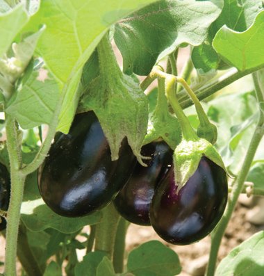 Ophelia Eggplant Gemüse Samen zum Pflanzen