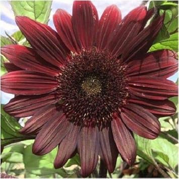 Chocolate sunflower blume samen for anpflanzung - premium quality, heirloom & gmo free samen for home garten
 
 sale samen for anpflanzung in home garten