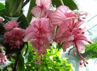 Medinilla Blumensamen zur Aussaat – pflegeleicht – Traditionssorte & ohne Gentechnik Samen Hausgarten