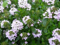 Lila savory satureja blume samen for anpflanzung - drought tolerant, heirloom & gmo free samen for home garten
 
 sale samen for anpflanzung in home garten