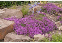 Creeping Thyme Thymus serpyllum Samen zur Aussaat Blume Beet und Herb Garten