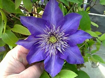 Blau Weiß Waldrebe Blumensamen Halbschatten verträglich Traditionssorte & ohne Gentechnik Samen Hausgarten
