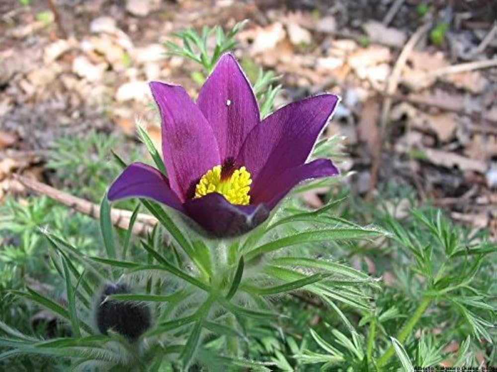 Pasque Semi Violett Blumensamen