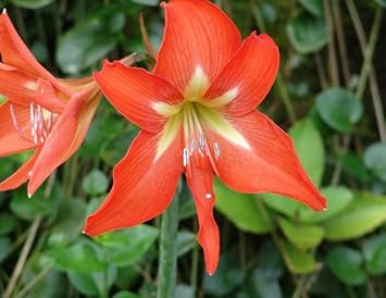 Orange hippeastrum rutilum blume samen for anpflanzung - wildflower mix, heirloom & gmo free samen for home garten
 
 sale for anpflanzung in home garten