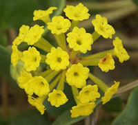 Gelb Eisenkraut Didyma Blumensamen zur Aussaat – kompakt Wuchs – Traditionssorte & ohne Gentechnik Samen Hausgarten