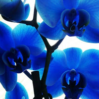 Blau Schmetterlingsorchidee Orchidee Blumensamen zur Aussaat – sonnenliebend – Traditionssorte & ohne Gentechnik Samen Hausgarten