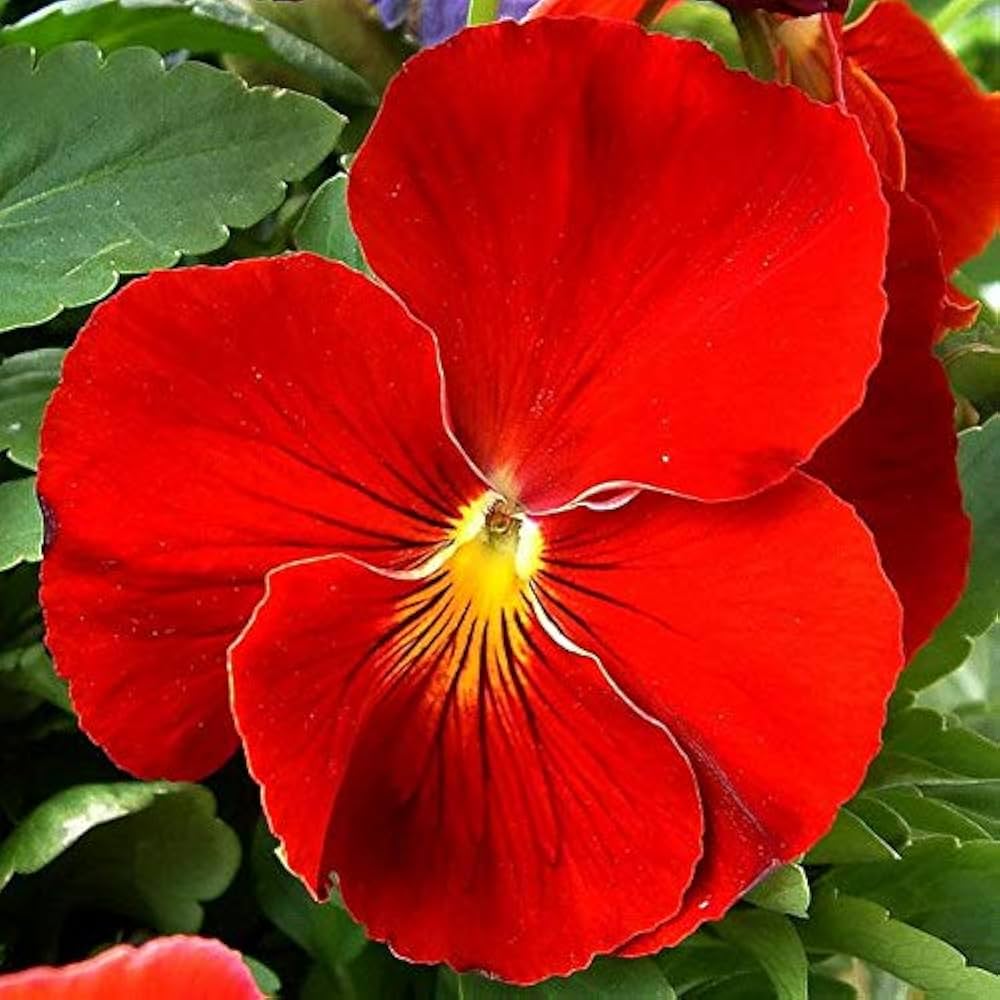 Stiefmütterchen Veilchen Tricolor Rot Samen zur Aussaat Window Boxes Blume Beet