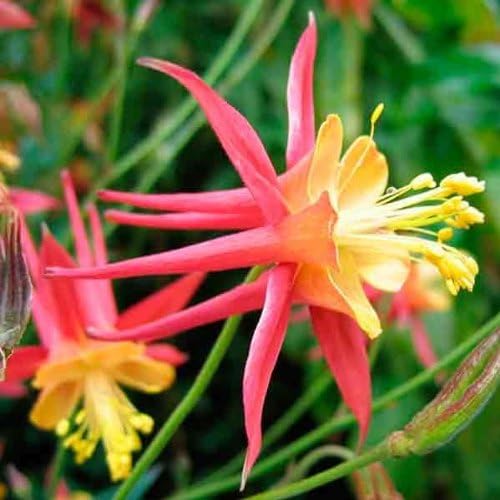 Tequila sunrise columbine aquilegia spp for anpflanzung in garten