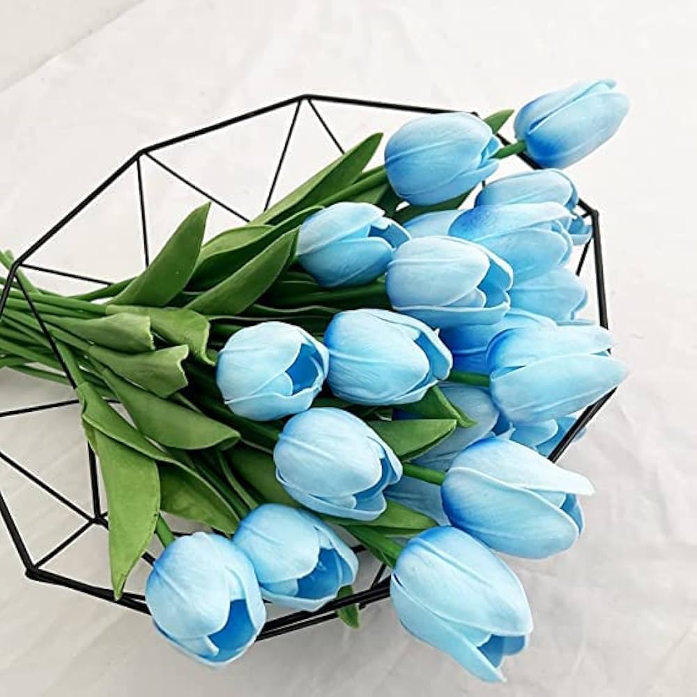 Himmelblau Tulpe Blumensamen zur Aussaat – robust Sorte Traditionssorte & ohne Gentechnik Samen Hausgarten