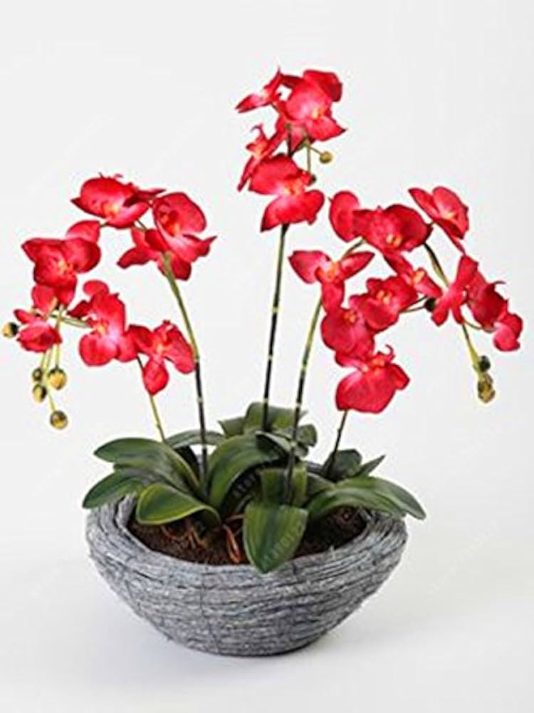 Schmetterlingsorchidee Bonsai Orchidee Blumensamen