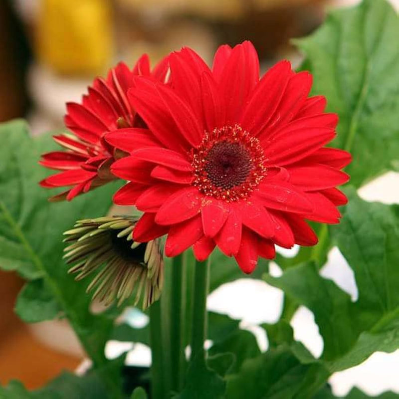 Gerbera gerbera jamesonii samen for anpflanzung in blume bed