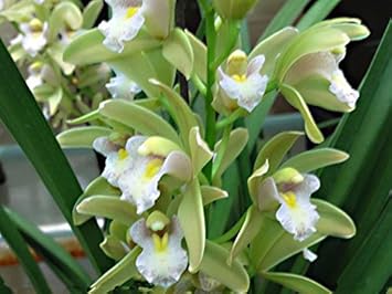 Grün cymbidium blume samen for anpflanzung - bright blooms, heirloom & gmo free samen for home garten
 
 sale for anpflanzung in home garten.