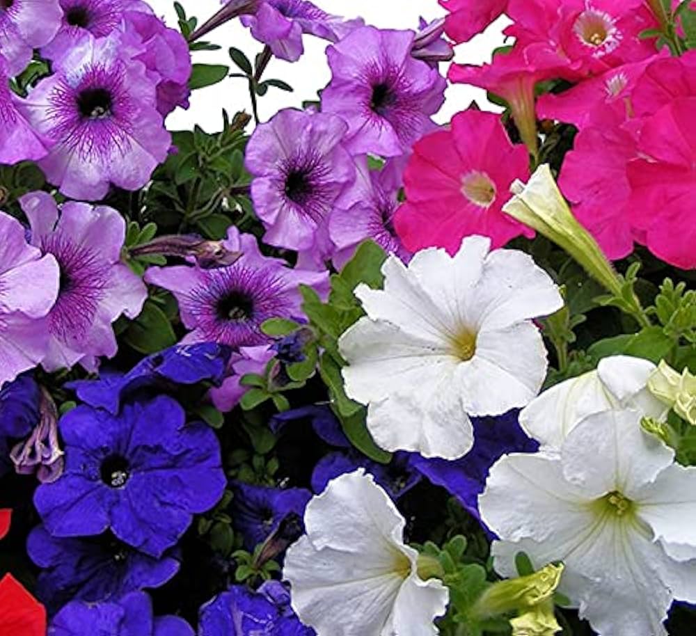 Prism Sundae Mischung Petunie Samen farbenfroh Garten Schauanlagen