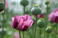 Rosa Poppy Samen zur Aussaat Papaver Rhoeas Blume Beet Landhaus Garten