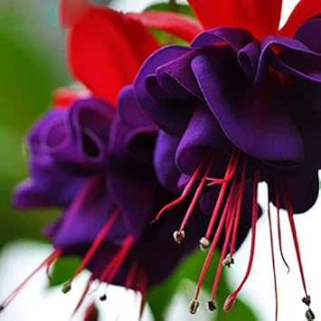 Lila fuchsia blume samen for anpflanzung - easy to grow, heirloom & gmo free samen for home garten
 
 sale for anpflanzung in home garten.