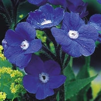 Blau anchusa blume samen for anpflanzung perfect for borders heirloom & gmo free samen for home garten
 
 sale samen for home garten anpflanzung