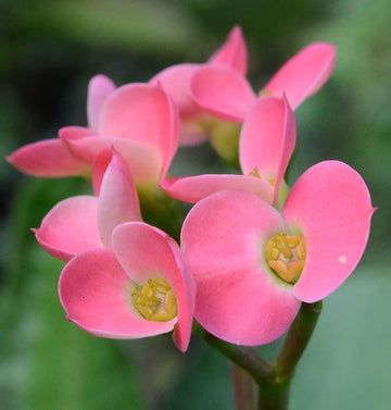 Rosa Euphorbia Blumensamen zur Aussaat – kompakt Wuchs – Traditionssorte & ohne Gentechnik Samen Hausgarten