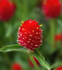 Gomphrena Higro Rose Samen zur Aussaat leuchtend trockenheitsverträglich Blumen