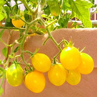 Traditionell Tomate Samen Solanum lycopersicum zum Pflanzen in Gemüse Patch and Balcony Garden